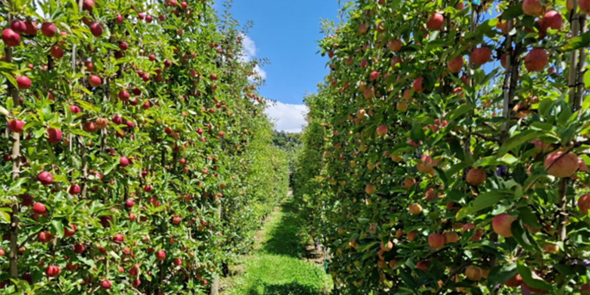 Il frutteto automatizzato e digitale non è più un’utopia